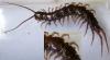 Lithobius sp.